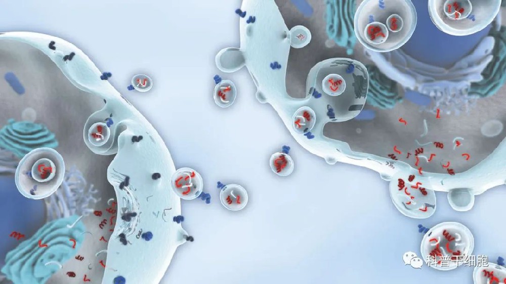 針對雄激素性脫發(fā)工程化外泌體